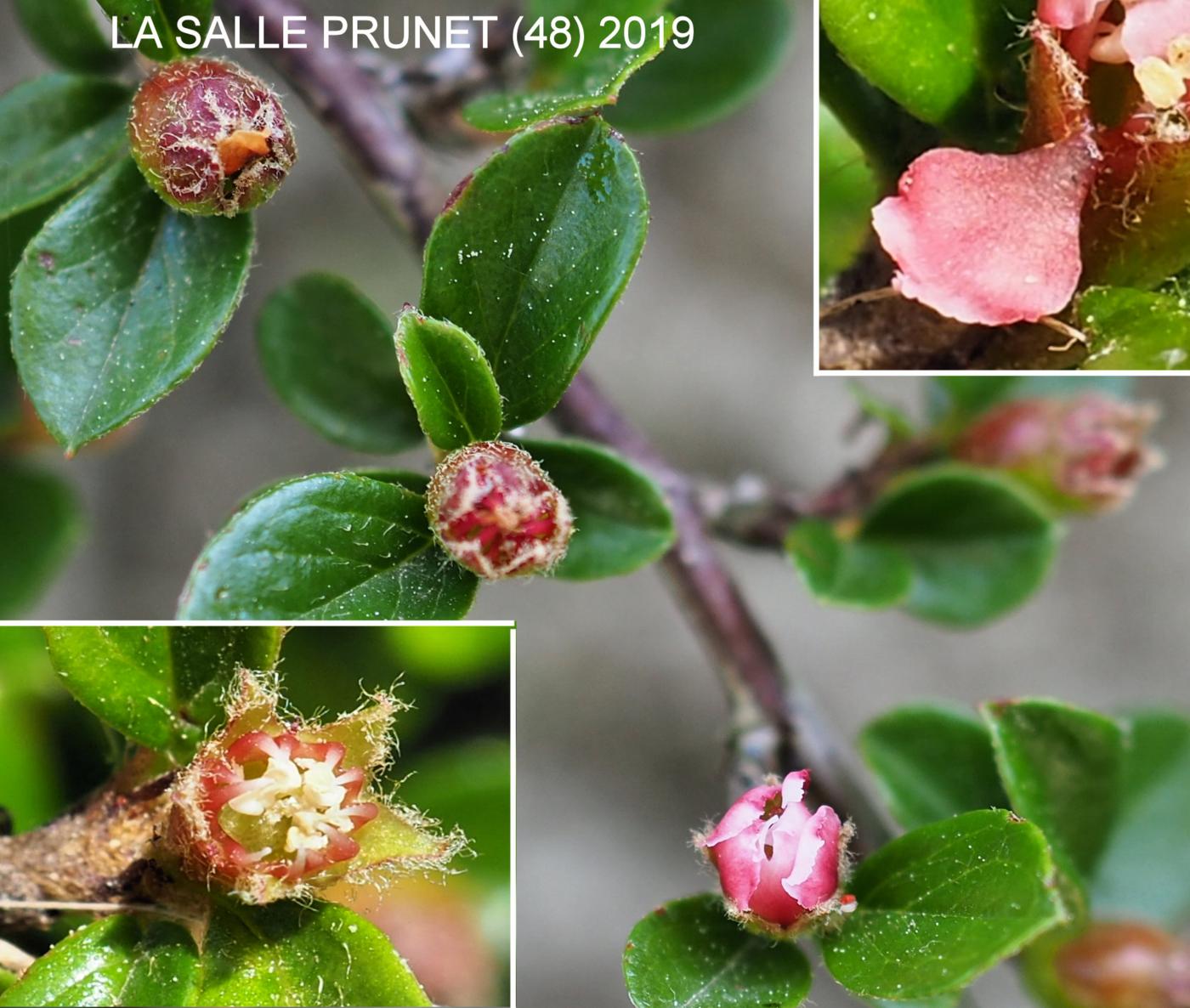 Cotoneaster, Rockspray flower